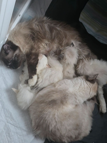 Beautiful Ragdoll Babies