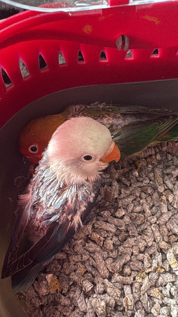 Tame baby lovebird