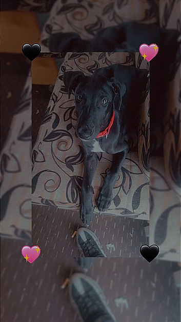 Puppy