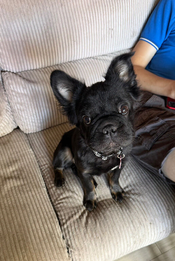 Black/tan fluffy French bulldog girl puppy 8 mth old