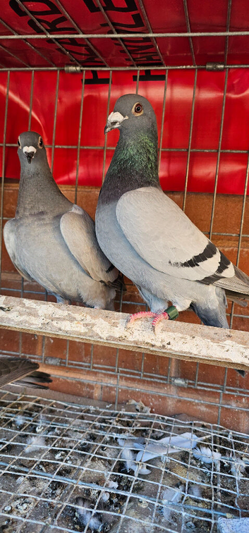 Racing pigeion for sale