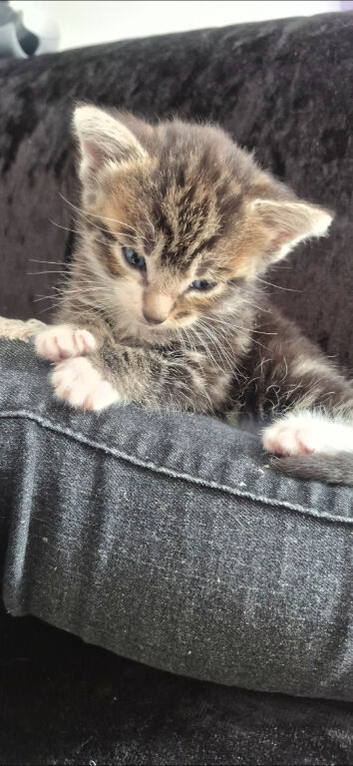12 week old kitten