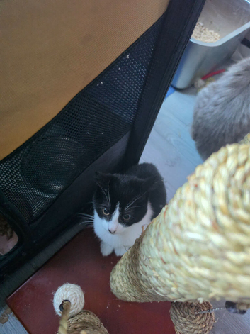 Beautiful female kitten