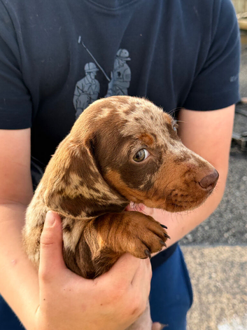 Dachshund
