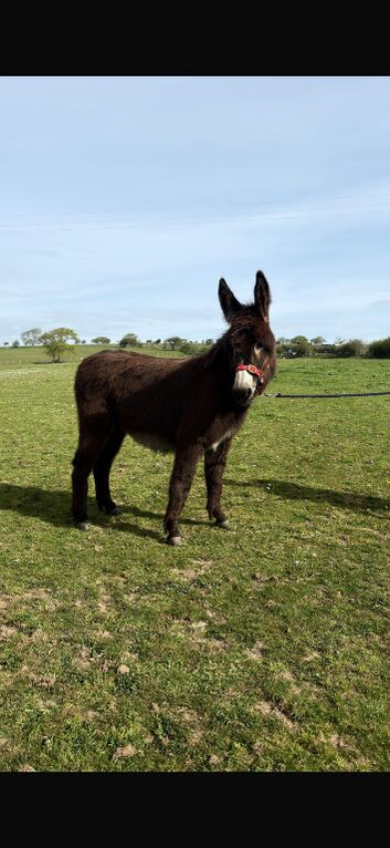 jack donkey foal