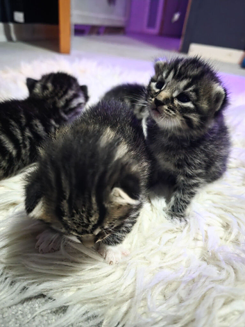 Kittens