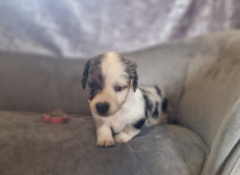 Long haired miniature dachshund puppies