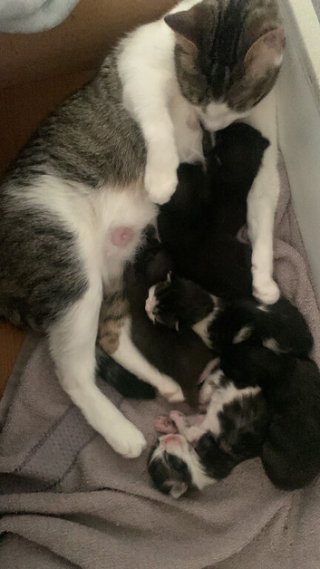 9 weeks kittens for sale