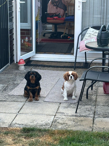 King Charles cavaliers spaniels