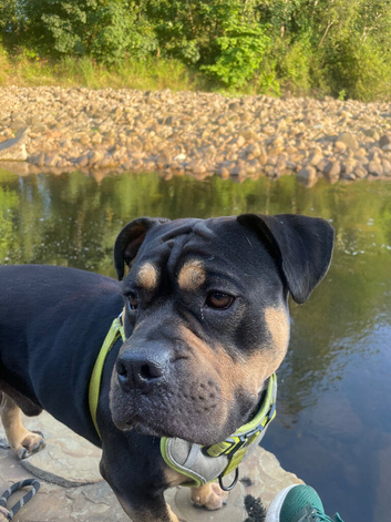 HANDSOME SCOOBY DOG