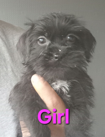 Tiny Jackapooshih pups 1 boy 3 girls left