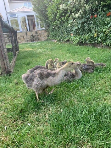 Giant Dewlap Toulouse Geese for sale