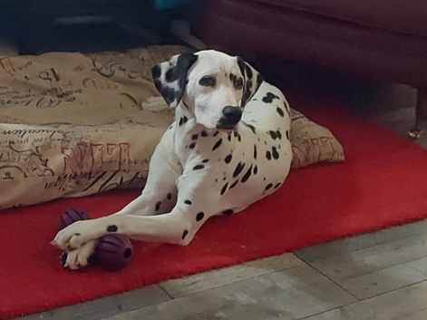 Stunning Dalmatian Girl reluctant Sale