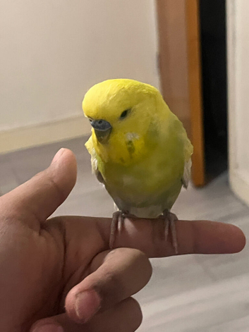 Large hand tame budgies