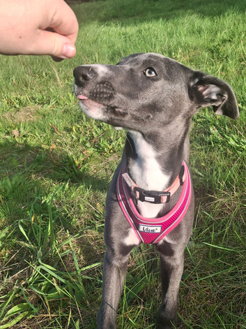 Olive the lurcher