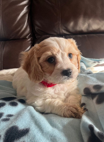 Cavachon puppies