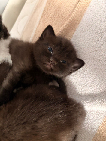 British shorthair X