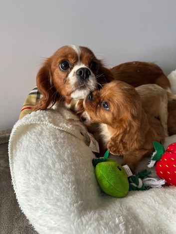 Cavalier King Charles  (male)