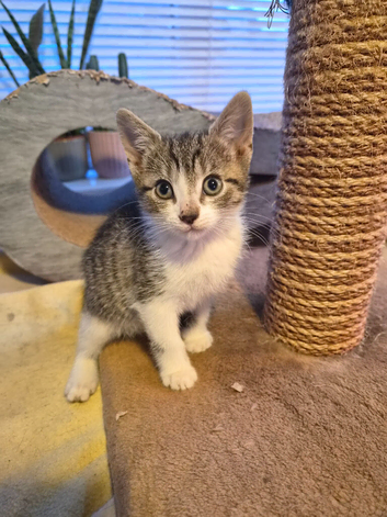 Beautiful kittens, ready now!