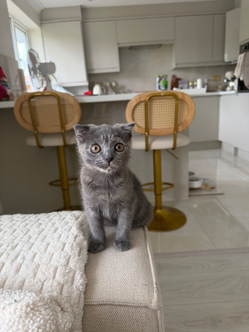 Scottish fold x british short hair female kitten