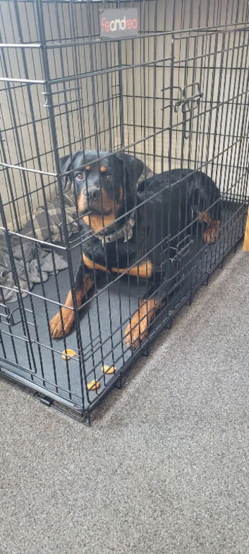 One year old Male Rottweiler