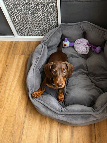 Chocolate male Miniature dachshund puppy
