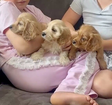 Cavalier King Charles Spaniel x Jack Russell