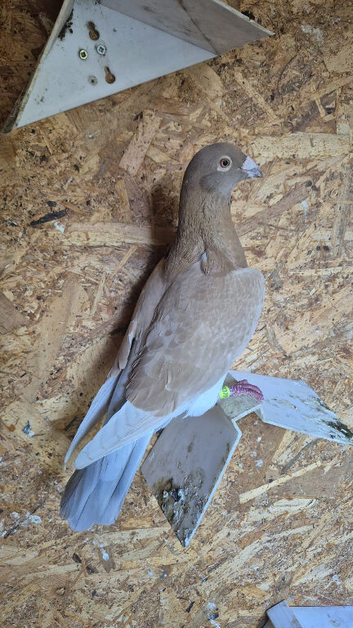Pigeon