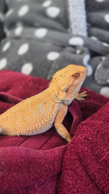 Red bearded dragon, male please read advert
