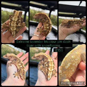 Female extreme lavender adults