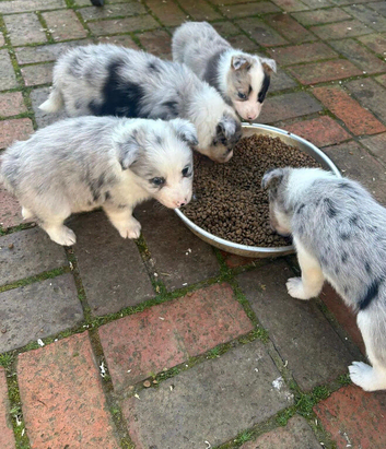 Outstanding Border Collie Puppy&rsquo;s