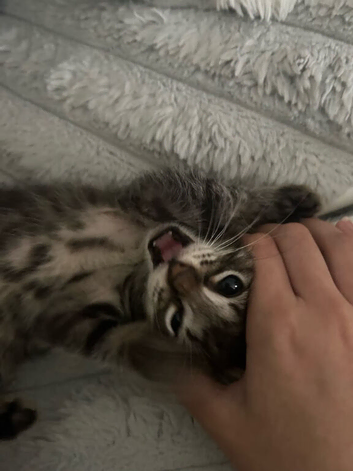Kitty for sale