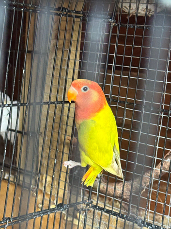 one love bird left don&rsquo;t now what sex