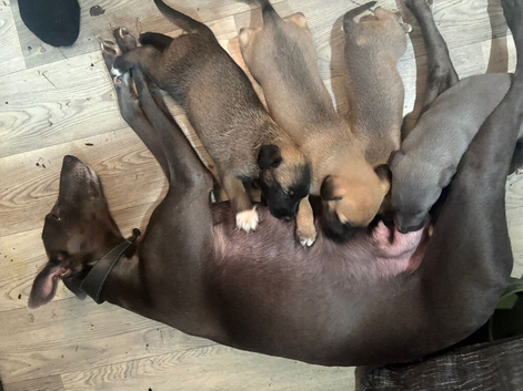 Beautiful lurcher pups