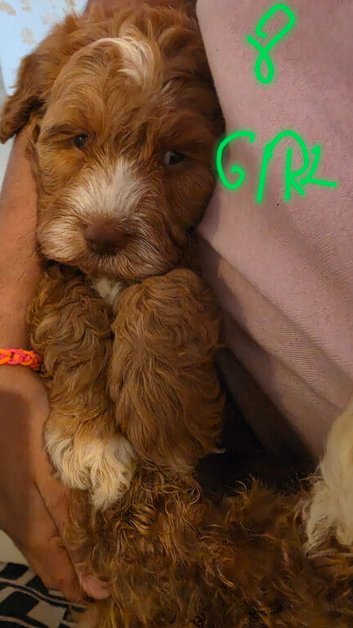 Poodle puppies