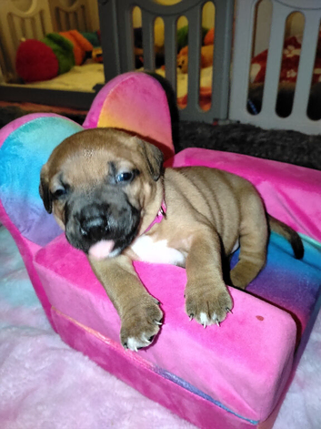 Puppy&zwj;&zwj;&zwj;️