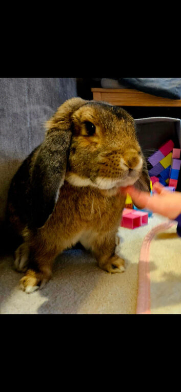 Giant French Lop x Neddie Auguti young BUCK entire male