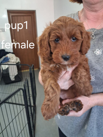 Ready To Go Now Miniature F1b Labradoodles
