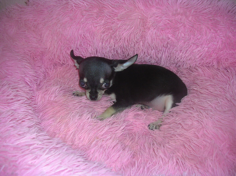 Small Full Breed Chihuahua male puppy fully vaccinated