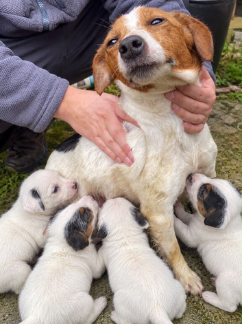 4 jack Russel puppies for sale 2 boys left