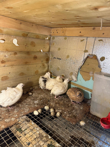 White quails