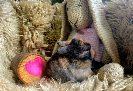 Beautiful pedigree mini lop bunnies