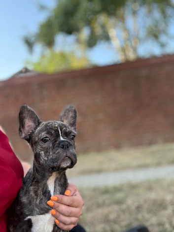 Frenchbulldog X boston terrier boy