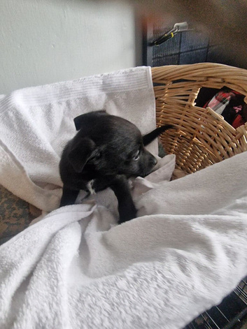 Jack russel x labrador