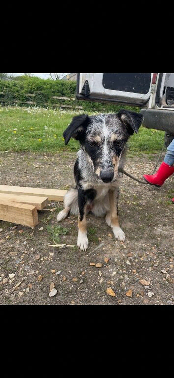 Border collie cross kelpie