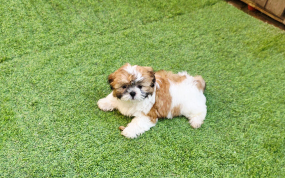 Shih tzu girl