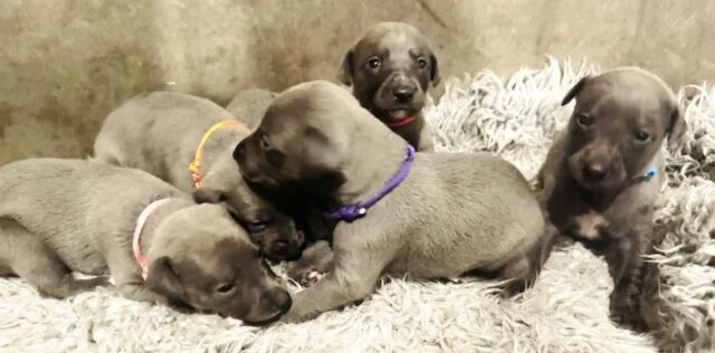 Stunning KC whippet puppies