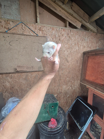 FERRET KITS