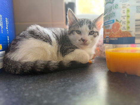 Pair of kittens