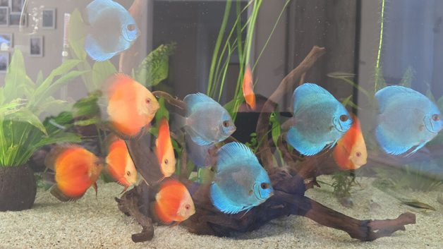 Discus